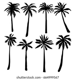 palm silhouette, vector, illustration