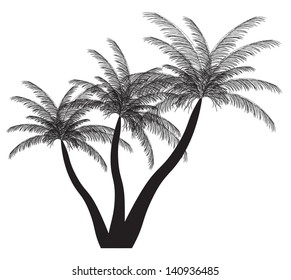 Palm silhouette. Vector illustration. EPS 10.