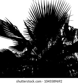 Palm. Silhouette. Vector illustration, graphic on white background. Exotics. Beach.