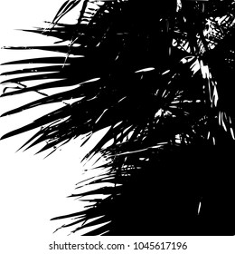 Palm. Silhouette. Vector illustration, graphic on white background. Exotics. Beach. A palm leaf. Relax. Vacation. Summer. Surfing.