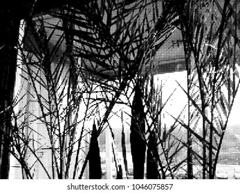 Palm. Silhouette. Vector illustration, graphic on white background. Exotics. Beach. A palm leaf. Halftone effect.