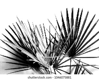 Palm. Silhouette. Vector illustration, graphic on white background. Exotics. Beach. A palm leaf. Halftone effect.