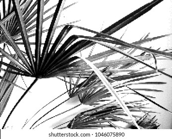 Palm. Silhouette. Vector illustration, graphic on white background. Exotics. Beach. A palm leaf. Halftone effect.