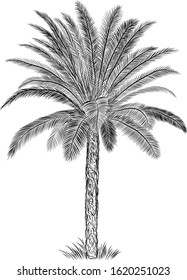 palm sketch black and white stroke vector