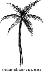 Palm sketch. Hand drawn vector a palm