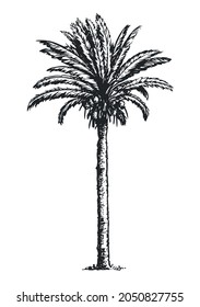 Palm sketch. Hand drawn vector illustration isolated on white background