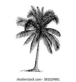 Palm sketch. Hand drawn vector illustration.