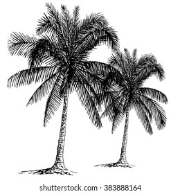 Palm sketch. Hand drawn vector illustration.