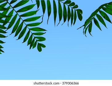 Palm and sky. Vector illustration