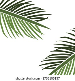 
tema de la palma. ilustración de palmeras, en un estilo plano.