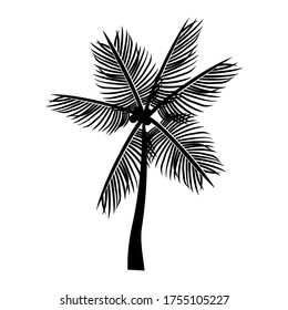 
tema de la palma. ilustración de palmeras, en un estilo plano.
