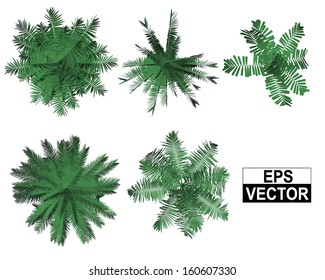 Palm top view vector