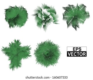 Palm top view vector