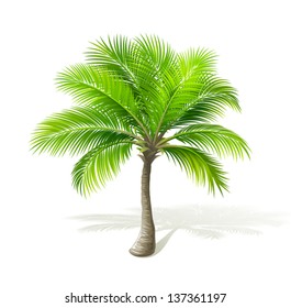 Palm tree