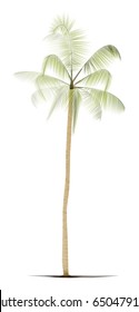 Palm tree