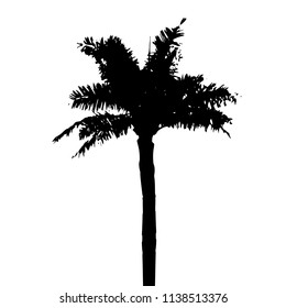 Palm tree black silhouette isolated on a white background. Vector illustration
