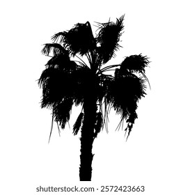 Palm tree black silhouette isolated on white background. Realistic palm tree graphics.