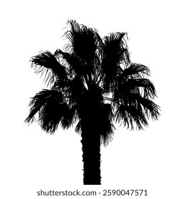 Palm tree black silhouette isolated on white background. Realistic palm tree graphics.
