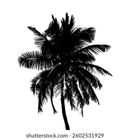 Palm tree black silhouette isolated on white background. Realistic palm tree graphics.