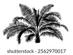 Palm tree black silhouette. Tropical exotic plant icon. Vector monochrome illustration isolated on white background