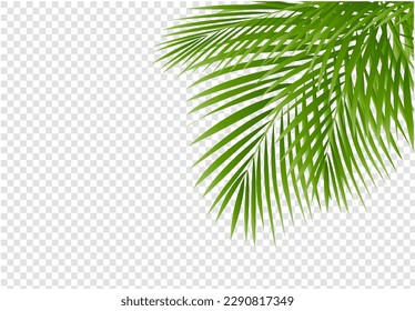 Palm Tree Border Isolated Transparent Background , Vector Illustration