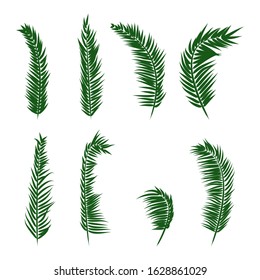 Palm tree branch collection set isolated on white background.Plant green leaf.Coconut leaves flat icon.Vector.Illustration.