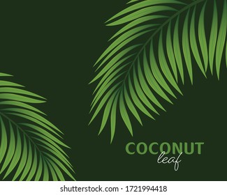 Palm tree branch isolated on a white background. Vector illustration.