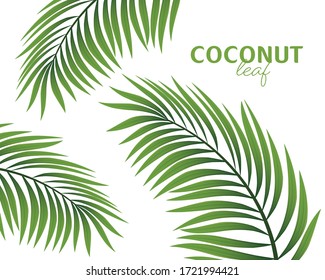 Palm tree branch isolated on a white background. Vector illustration.