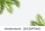 Palm Tree Branch Isolated Transparent Background With Gradient Mesh, Vector Illustration