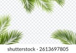 Palm Tree Branch And Isolated Transparent Background With Gradient Mesh, Vector Illustration