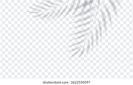 Palm Tree Branch And Isolated Transparent Background, Vector Illustration