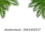 Palm Tree Branch Isolated White Background isolated White Background With Gradient Mesh, Vector Illustration