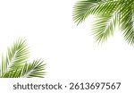 Palm Tree Branch Isolated White Background With Gradient Mesh, Vector Illustration