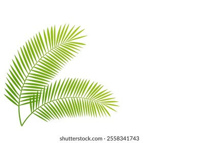 Palm Tree Branch Isolated White Background isolated White Background With Gradient Mesh, Vector Illustration
