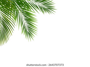 Palm Tree Branch Isolated White Background 
With Gradient Mesh, Vector Illustration