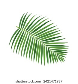 Palm tree branch vector illustration