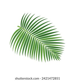 Palm tree branch vector illustration