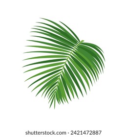 Palm tree branch vector illustration