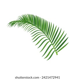 Palm tree branch vector illustration