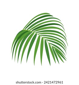 Palm tree branch vector illustration