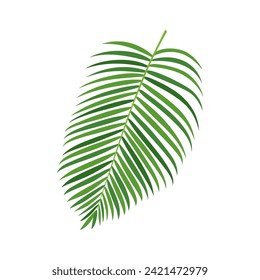 Palm tree branch vector illustration