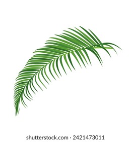 Palm tree branch vector illustration