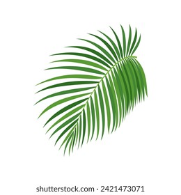 Palm tree branch vector illustration