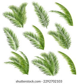Palm Tree Branch And White Background With Gradient Mesh, Vector Illustration