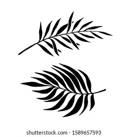 Palm tree branches with leaves set. Black silhouette isolated on white background hand drawn