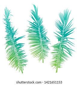 Palm tree branches on white background. Vector illustration.