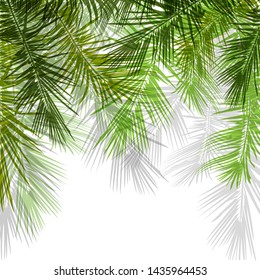 Palm tree branches on white background. Vector illustration.