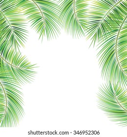 Palm tree branches on white background. Vector illustration.