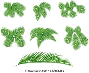 Palm tree branches set