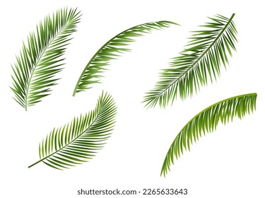 Ramas De Árbol De Palm Set De Fondo Blanco Aislado Con Malla De Gradiente, Ilustración Vectorial